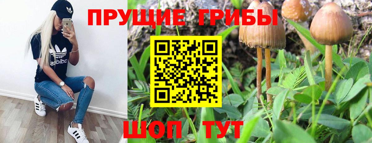Галлюциногенные грибы Psilocybe  Вход с VPN  Сорочинск  Галлюциногенные грибы MAGIC MUSHROOMS 